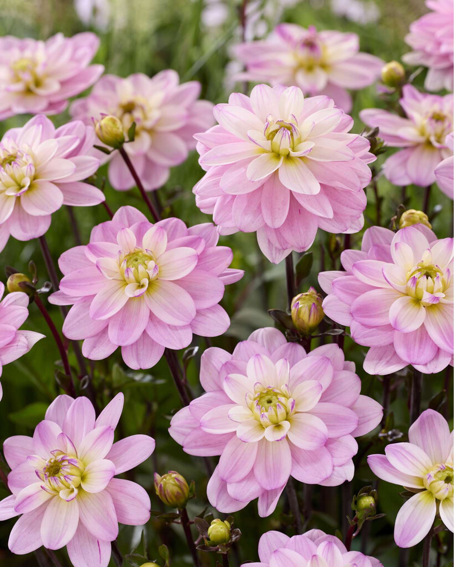 Dahlie ‘Pacific Jewel’